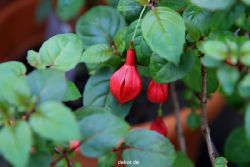 wuppertal-hardt-botanischer-garten-2013-005