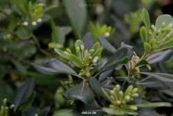 wuppertal-hardt-botanischer-garten-2013-008