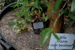 wuppertal-hardt-botanischer-garten-2013-009