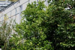 wuppertal-hardt-botanischer-garten-2013-010