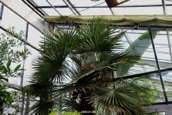 wuppertal-hardt-botanischer-garten-2013-011