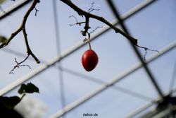 wuppertal-hardt-botanischer-garten-2013-013