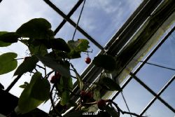 wuppertal-hardt-botanischer-garten-2013-014