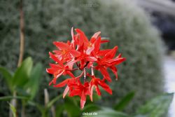 wuppertal-hardt-botanischer-garten-2013-017