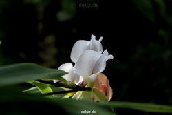 wuppertal-hardt-botanischer-garten-2013-018