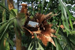 wuppertal-hardt-botanischer-garten-2013-019