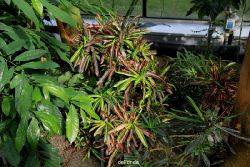 wuppertal-hardt-botanischer-garten-2013-020
