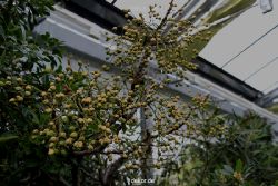 wuppertal-hardt-botanischer-garten-2013-021