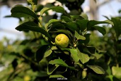 wuppertal-hardt-botanischer-garten-2013-022