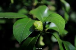 wuppertal-hardt-botanischer-garten-2013-023