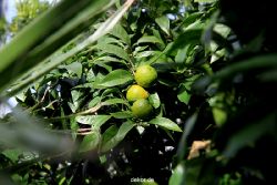 wuppertal-hardt-botanischer-garten-2013-024