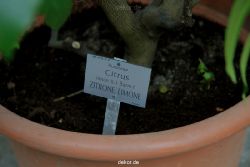 wuppertal-hardt-botanischer-garten-2013-025