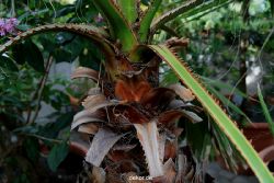 wuppertal-hardt-botanischer-garten-2013-026