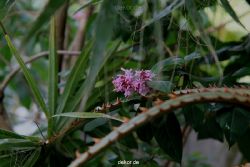 wuppertal-hardt-botanischer-garten-2013-027