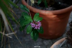 wuppertal-hardt-botanischer-garten-2013-028