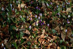 wuppertal-hardt-botanischer-garten-2013-046