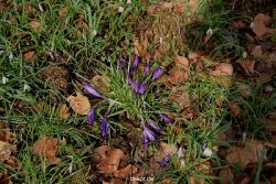 wuppertal-hardt-botanischer-garten-2013-049
