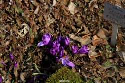 wuppertal-hardt-botanischer-garten-2013-052