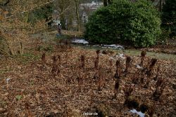 wuppertal-hardt-botanischer-garten-2013-055