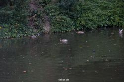 wuppertal-barmer-anlagen-113