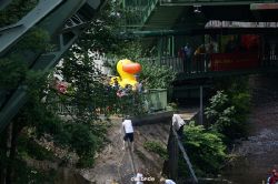 wuppertal-entenrennen-006