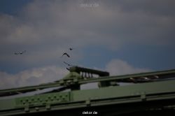 wuppertal-entenrennen-016