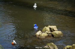 wuppertal-entenrennen-122