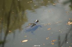 wuppertal-vorwerkpark-062