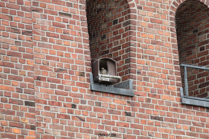 falkenhorst-sankt-antonius-2012-06-12-1-110