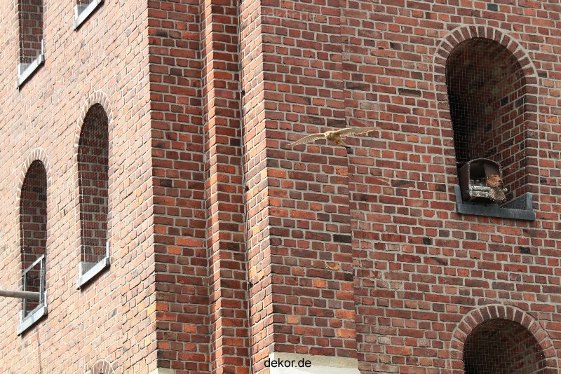 falkenhorst-sankt-antonius-2012-06-12-2-039