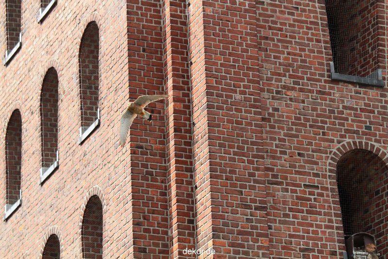 falkenhorst-sankt-antonius-2012-06-12-2-043