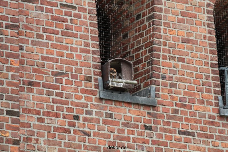 falkenhorst-sankt-antonius-2012-06-12-2-069