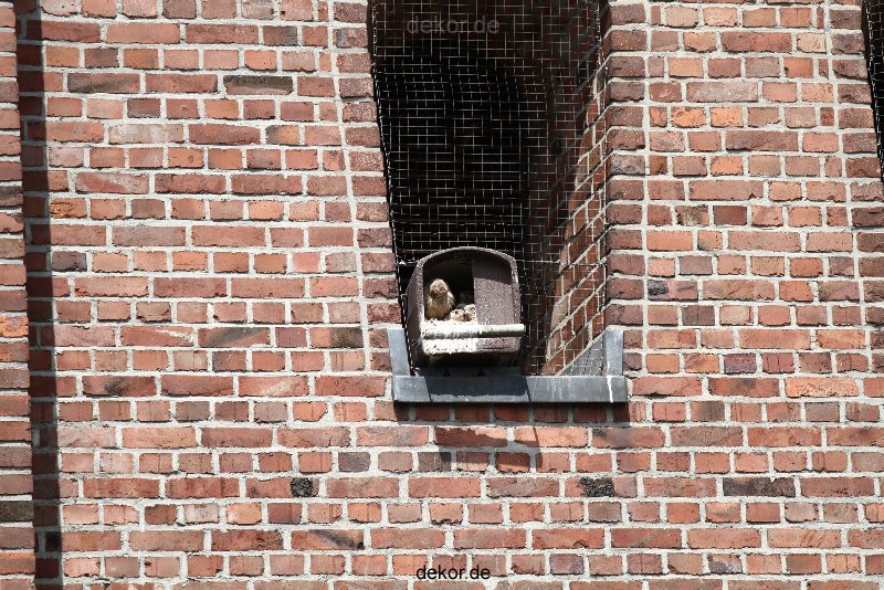 falkenhorst-sankt-antonius-2012-06-23-1-001