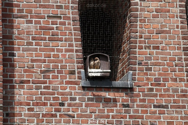 falkenhorst-sankt-antonius-2012-06-23-1-087