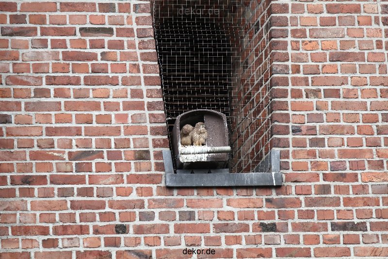 falkenhorst-sankt-antonius-2012-06-23-1-096
