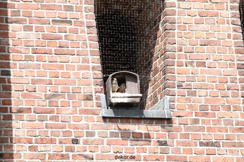 falkenhorst-sankt-antonius-2012-06-23-1-102