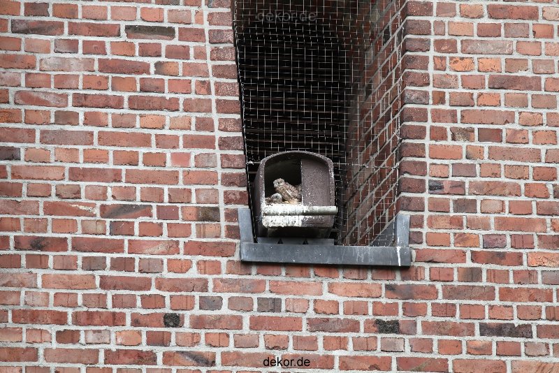 falkenhorst-sankt-antonius-2012-06-23-1-173