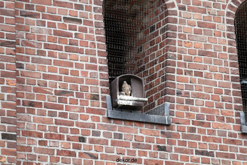 falkenhorst-sankt-antonius-2012-06-23-1-178