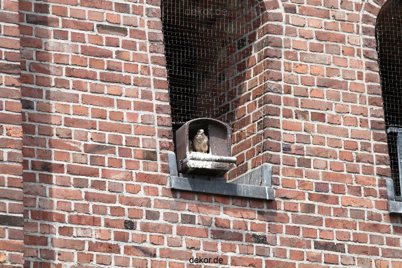 falkenhorst-sankt-antonius-2012-06-23-1-189