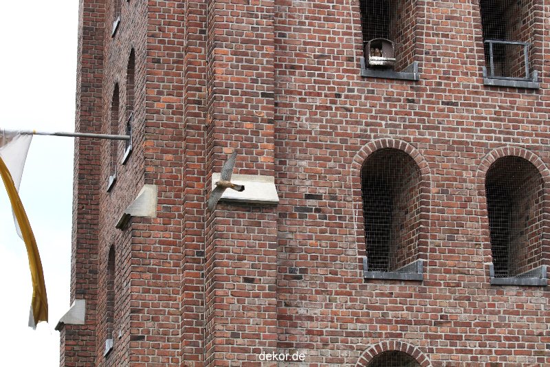 falkenhorst-sankt-antonius-2012-06-23-1-202
