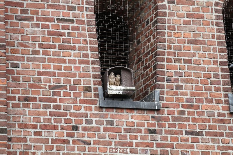 falkenhorst-sankt-antonius-2012-06-23-1-228