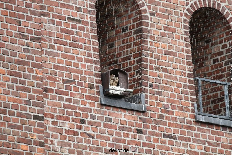 falkenhorst-sankt-antonius-2012-06-23-1-230
