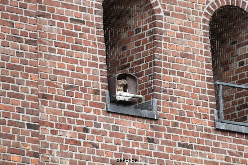 falkenhorst-sankt-antonius-2012-06-23-1-231