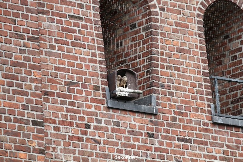 falkenhorst-sankt-antonius-2012-06-23-1-233