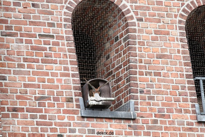 falkenhorst-sankt-antonius-2012-06-23-1-237