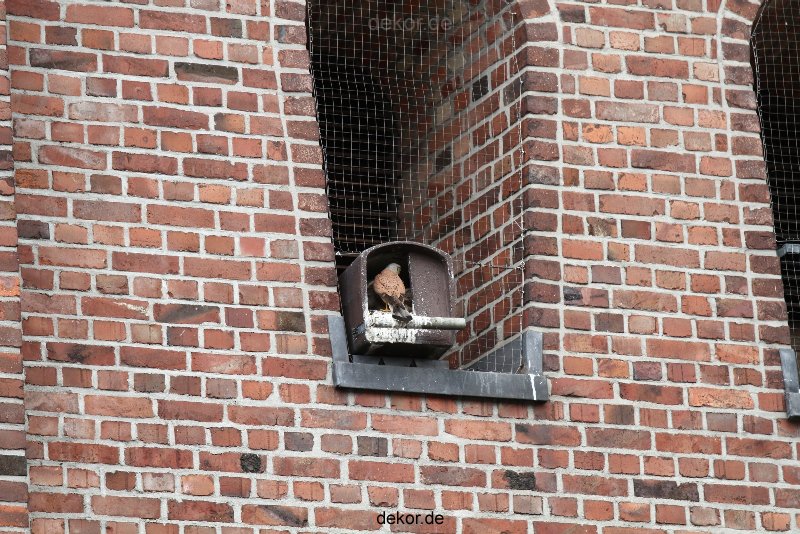 falkenhorst-sankt-antonius-2012-06-23-1-244