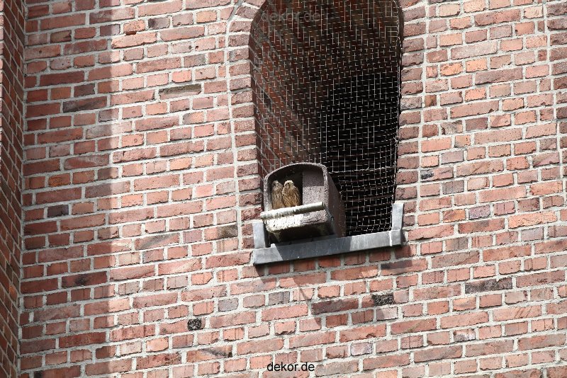falkenhorst-sankt-antonius-2012-06-23-1-287