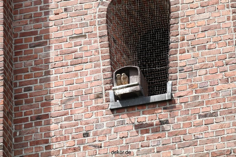 falkenhorst-sankt-antonius-2012-06-23-1-290