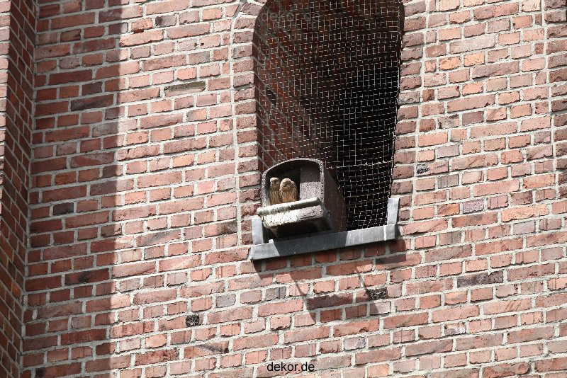 falkenhorst-sankt-antonius-2012-06-23-1-291