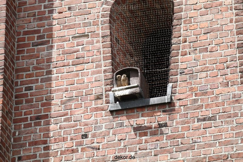falkenhorst-sankt-antonius-2012-06-23-1-293